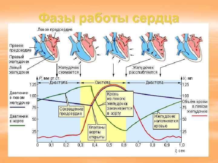Фазы работы сердца 