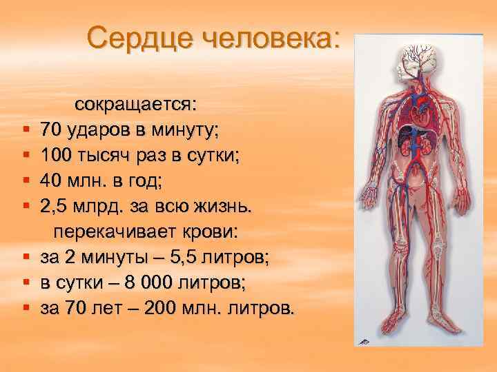 Сердце человека: сокращается: § 70 ударов в минуту; § 100 тысяч раз в сутки;