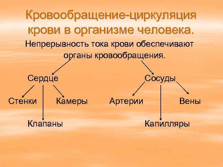 Кровообращение-циркуляция крови в организме человека. Непрерывность тока крови обеспечивают органы кровообращения. Сердце Сосуды Стенки