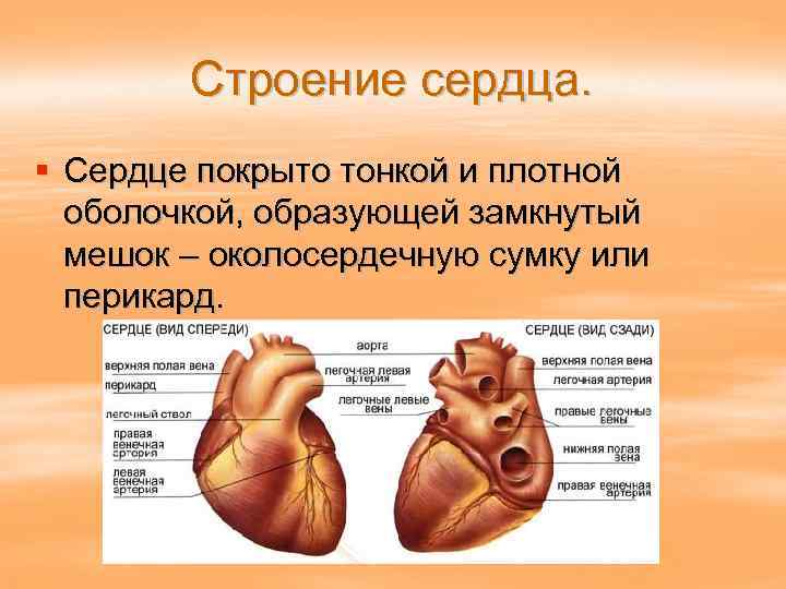 Строение сердца. § Сердце покрыто тонкой и плотной оболочкой, образующей замкнутый мешок – околосердечную