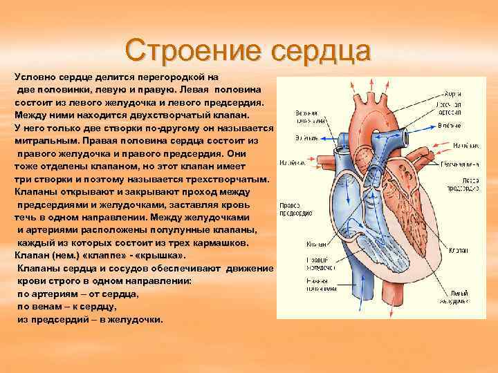 Строение сердца Условно сердце делится перегородкой на две половинки, левую и правую. Левая половина