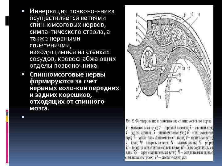  Иннервация позвоноч ника осуществляется ветвями спинномозговых нервов, симпа тического ствола, а также нервными