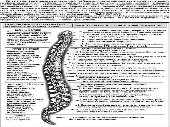 Позвоночник отделы внешние ориентиры