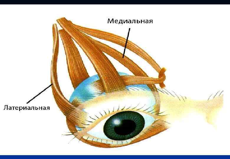 Презентация на тему зрительная сенсорная система