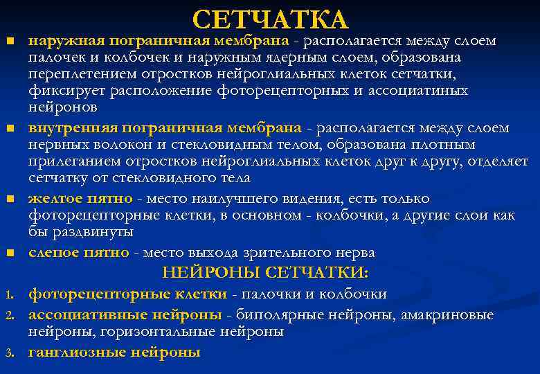n n 1. 2. 3. СЕТЧАТКА наружная пограничная мембрана - располагается между слоем палочек