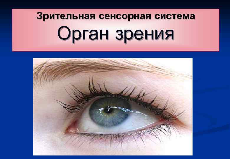 Зрительная сенсорная система Орган зрения 