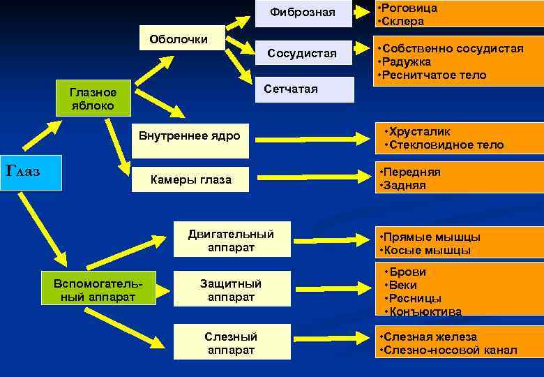 Фиброзная • Роговица • Склера Сосудистая • Собственно сосудистая • Радужка • Реснитчатое тело