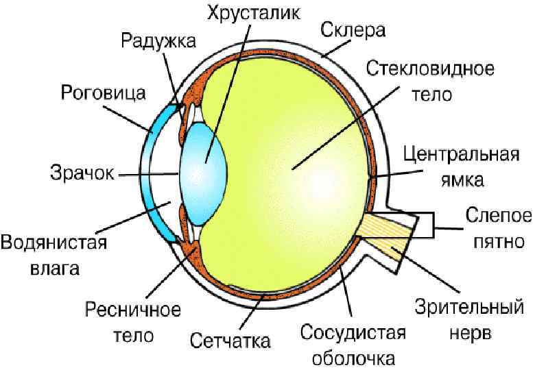 Схема зрительного анализатора анатомия