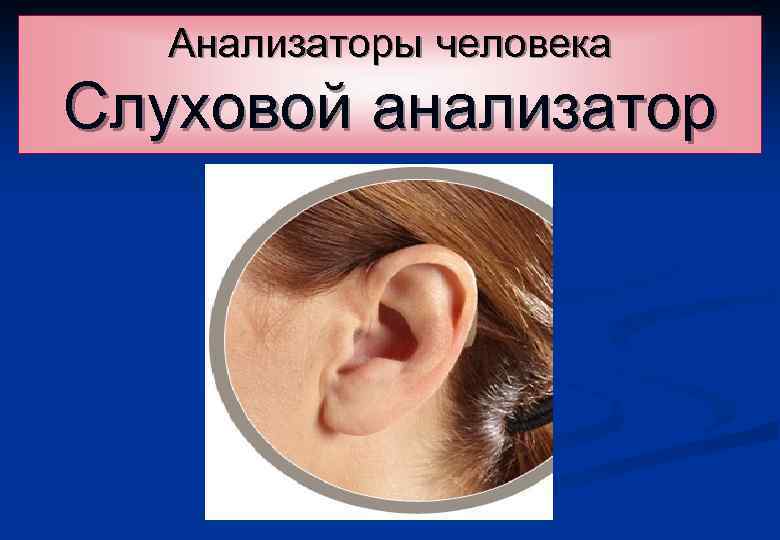 Анализаторы человека Слуховой анализатор 