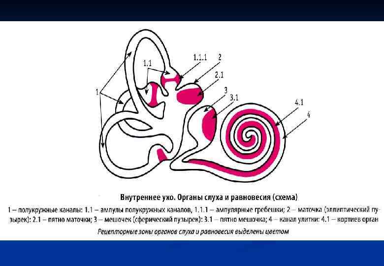 Внутреннее ухо равновесие. Схема внутреннего уха человека. Схема внутреннего уха улитка. Перепончатый Лабиринт внутреннего уха схема. Внутреннее ухо улитка анатомия.