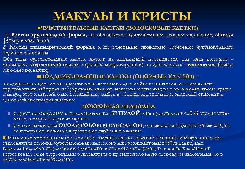 МАКУЛЫ И КРИСТЫ n. ЧУВСТВИТЕЛЬНЫЕ КЛЕТКИ (ВОЛОСКОВЫЕ КЛЕТКИ) 1) Клетки грушевидной формы, их обхватывает
