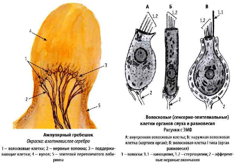 Волоски волосковых клеток