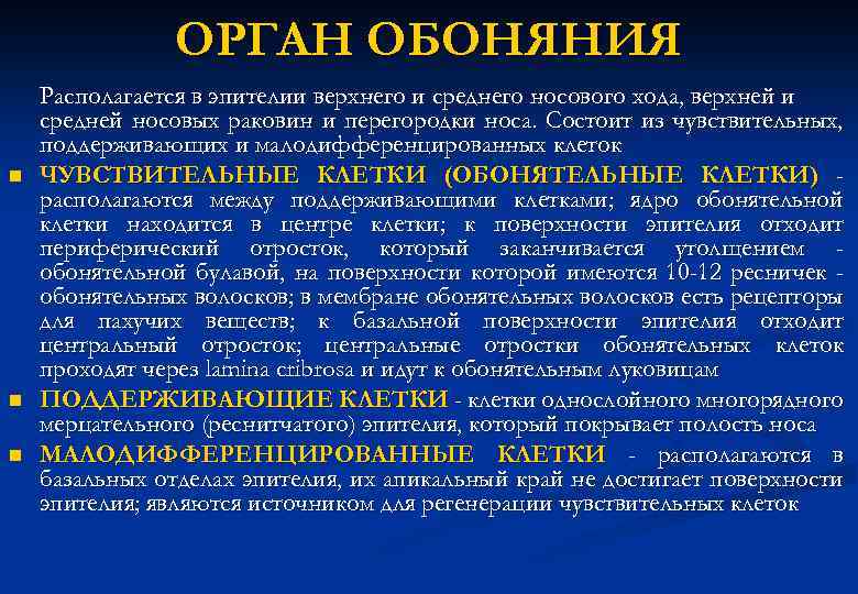ОРГАН ОБОНЯНИЯ n n n Располагается в эпителии верхнего и среднего носового хода, верхней