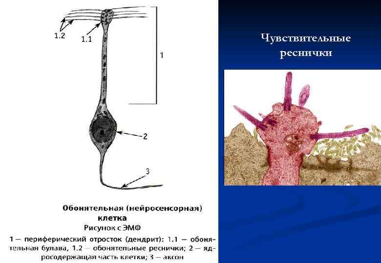 Чувствительные реснички 