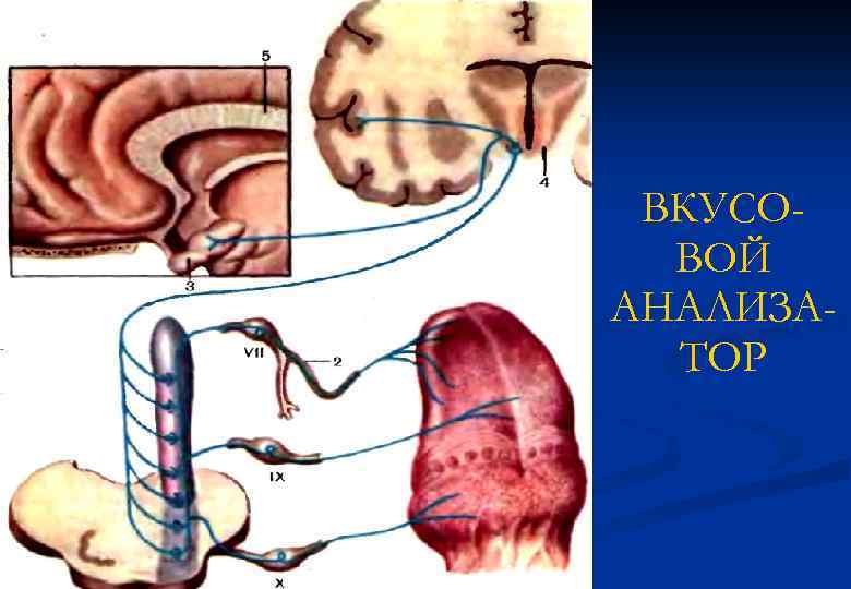ВКУСОВОЙ АНАЛИЗАТОР 