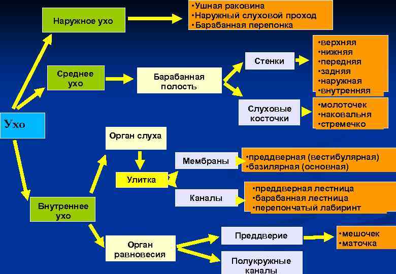  • Ушная раковина • Наружный слуховой проход • Барабанная перепонка Наружное ухо Стенки