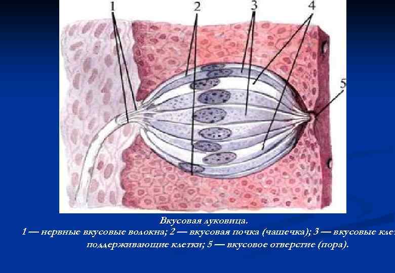 Вкусовая почка. Строение вкусовой луковицы гистология. Строение вкусовой луковицы анатомия. Строение вкусовой луковицы.