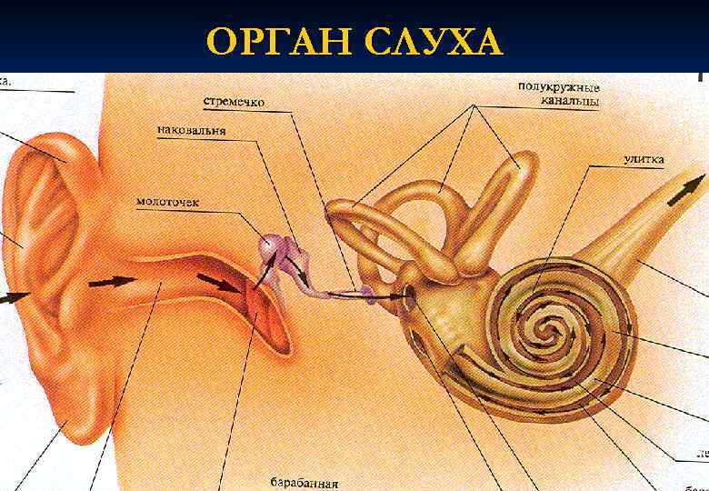 ОРГАН СЛУХА 