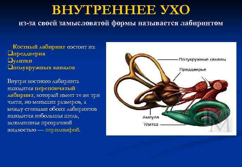 Преддверие внутреннего уха