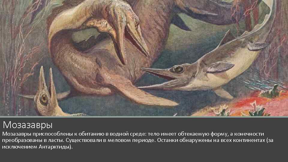Мозазавры приспособлены к обитанию в водной среде: тело имеет обтекаемую форму, а конечности преобразованы