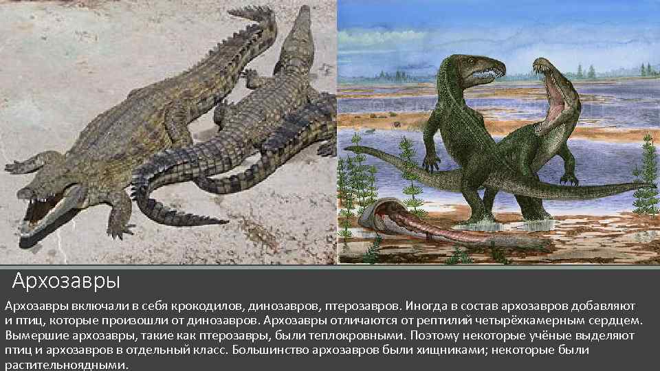 Архозавры включали в себя крокодилов, динозавров, птерозавров. Иногда в состав архозавров добавляют и птиц,