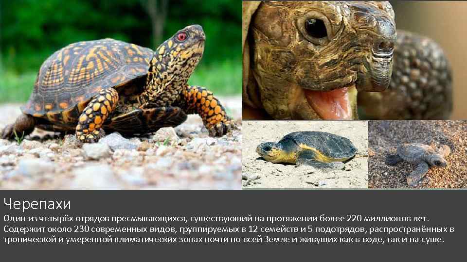 Черепахи Один из четырёх отрядов пресмыкающихся, существующий на протяжении более 220 миллионов лет. Содержит