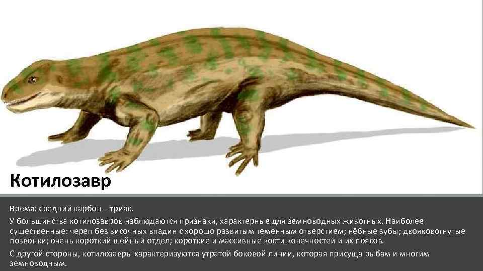 Котилозавр Время: средний карбон – триас. У большинства котилозавров наблюдаются признаки, характерные для земноводных