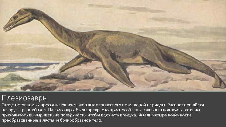 Плезиозавры Отряд ископаемых пресмыкающихся, живших с триасового по меловой периоды. Расцвет пришёлся на юру