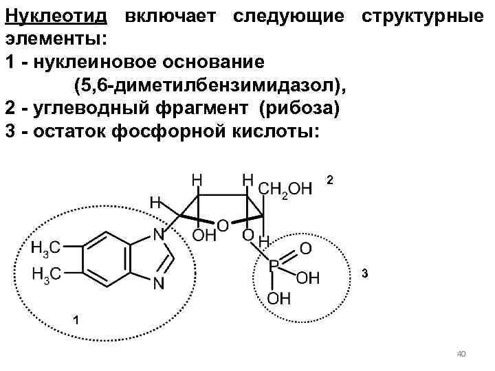 Нуклеотид включает следующие структурные элементы: 1 - нуклеиновое основание (5, 6 -диметилбензимидазол), 2 -