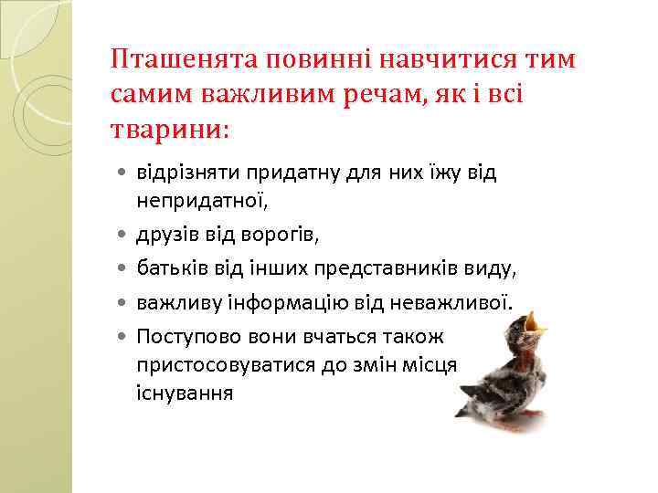 Пташенята повинні навчитися тим самим важливим речам, як і всі тварини: відрізняти придатну для