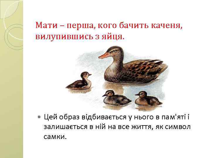 Мати – перша, кого бачить каченя, вилупившись з яйця. Цей образ відбивається у нього