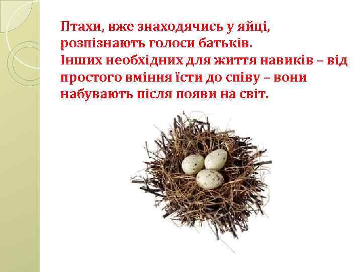 Птахи, вже знаходячись у яйці, розпізнають голоси батьків. Інших необхідних для життя навиків –