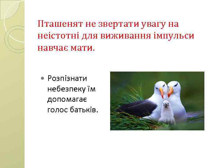 Пташенят не звертати увагу на неістотні для виживання імпульси навчає мати. Розпізнати небезпеку їм