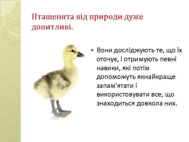 Пташенята від природи дуже допитливі. Вони досліджують те, що їх оточує, і отримують певні