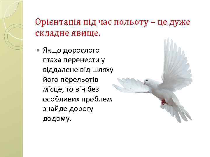 Орієнтація під час польоту – це дуже складне явище. Якщо дорослого птаха перенести у