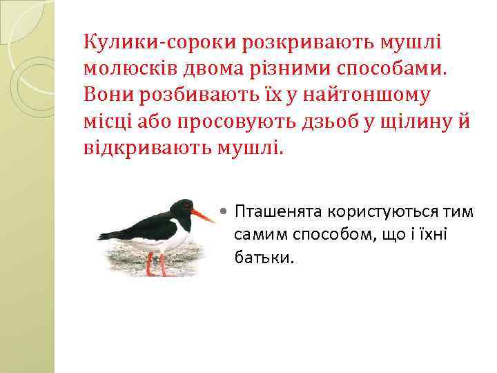 Кулики-сороки розкривають мушлі молюсків двома різними способами. Вони розбивають їх у найтоншому місці або