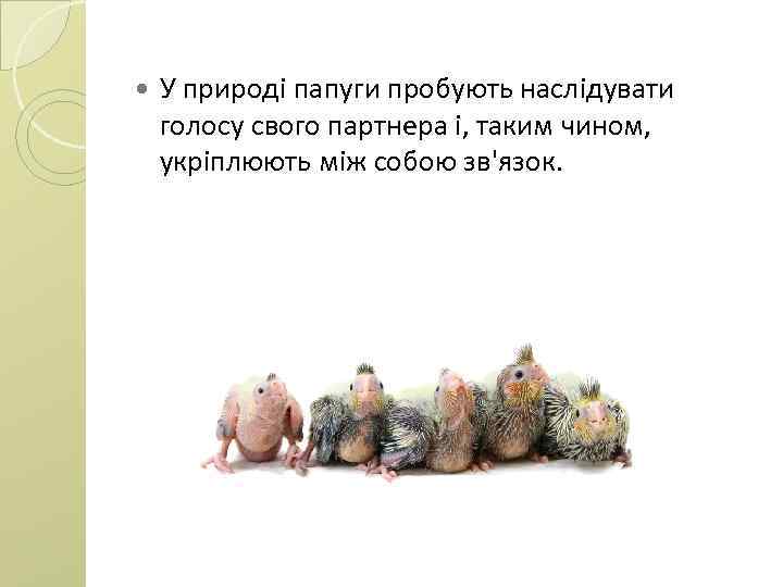  У природі папуги пробують наслідувати голосу свого партнера і, таким чином, укріплюють між