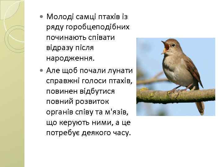 Молоді самці птахів із ряду горобцеподібних починають співати відразу після народження. Але щоб почали