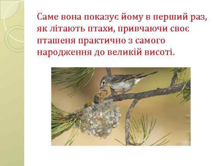 Саме вона показує йому в перший раз, як літають птахи, привчаючи своє пташеня практично