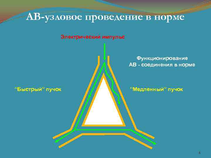 АВ-узловое проведение в норме Электрический импульс Функционирование АВ - соединения в норме “Быстрый” пучок