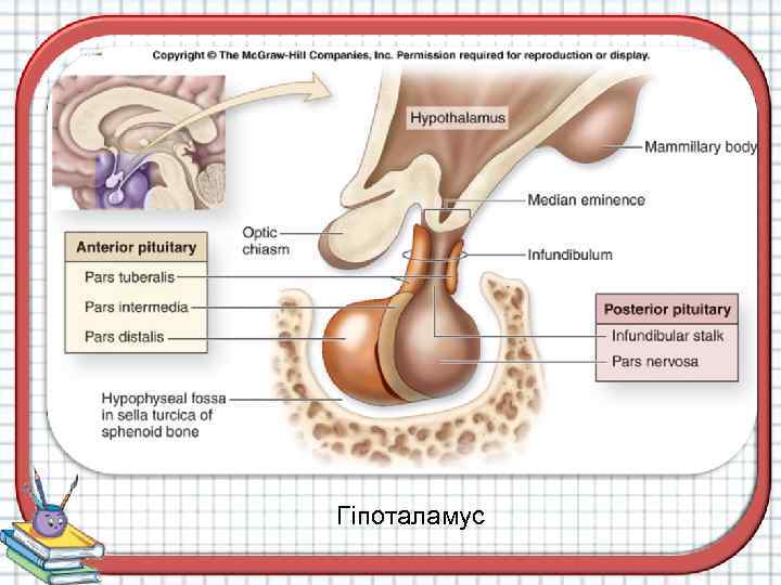 Гіпоталамус 