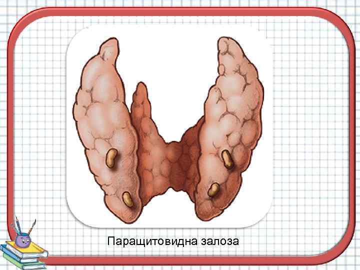 Паращитовидна залоза 