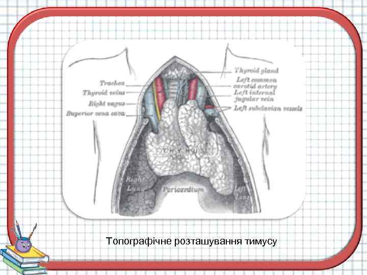 Топографічне розташування тимусу 