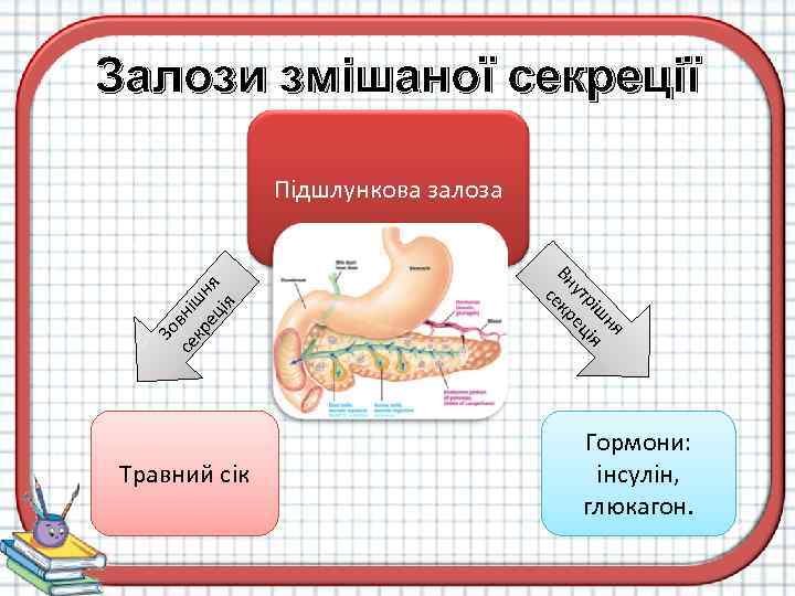 Залози змішаної секреції Травний сік ня ш рі ія ут ец Вн екр с