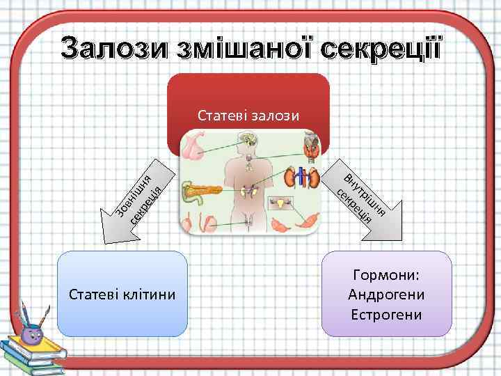 Залози змішаної секреції Статеві клітини ня ш рі ія ут ец Вн екр с