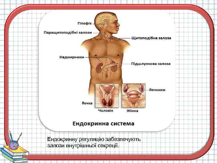 Ендокринну регуляцію забезпечують залози внутрішньої секреції. 