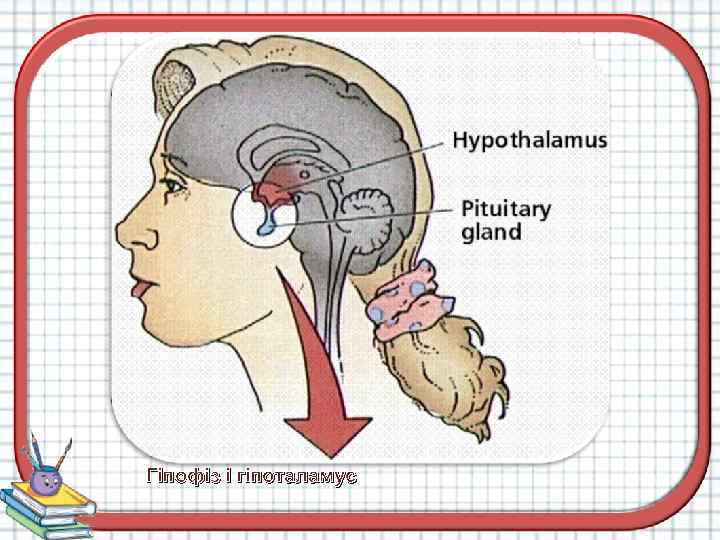 Гіпофіз і гіпоталамус 