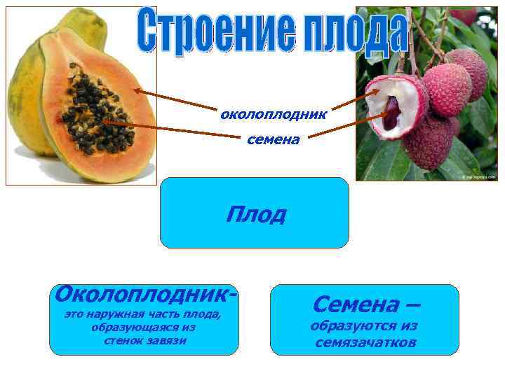 околоплодник семена Плод Околоплодникэто наружная часть плода, образующаяся из стенок завязи Семена – образуются