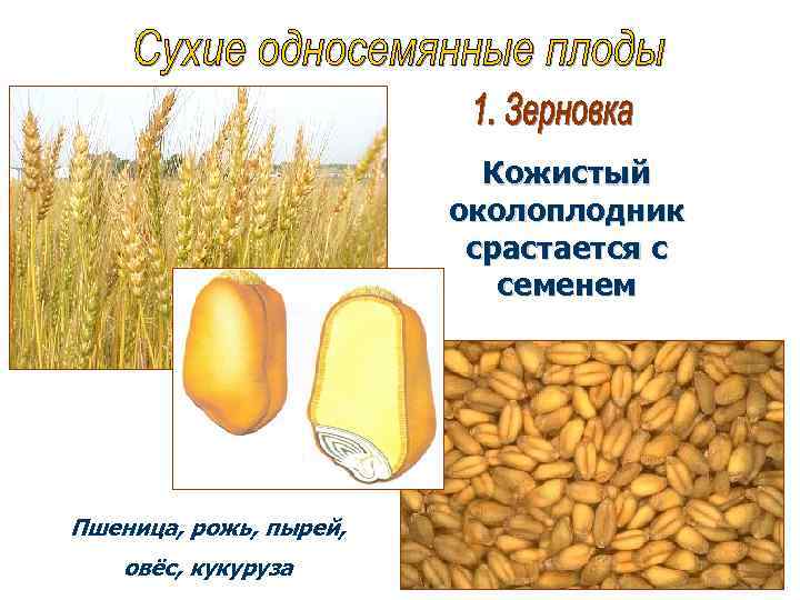 Кожистый околоплодник срастается с семенем Пшеница, рожь, пырей, овёс, кукуруза 