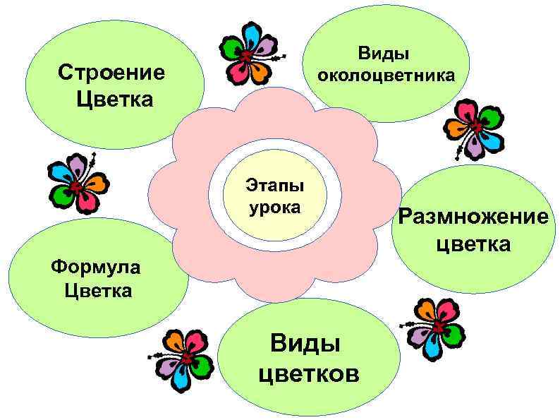 Виды околоцветника Строение Цветка Этапы урока Формула Цветка Виды цветков Размножение цветка 